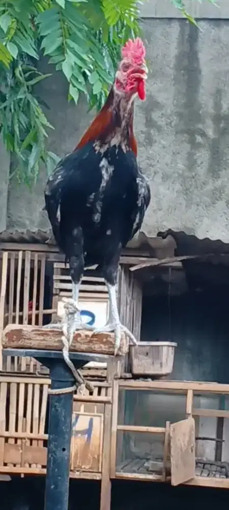 Ayam ketawa durasi sambung