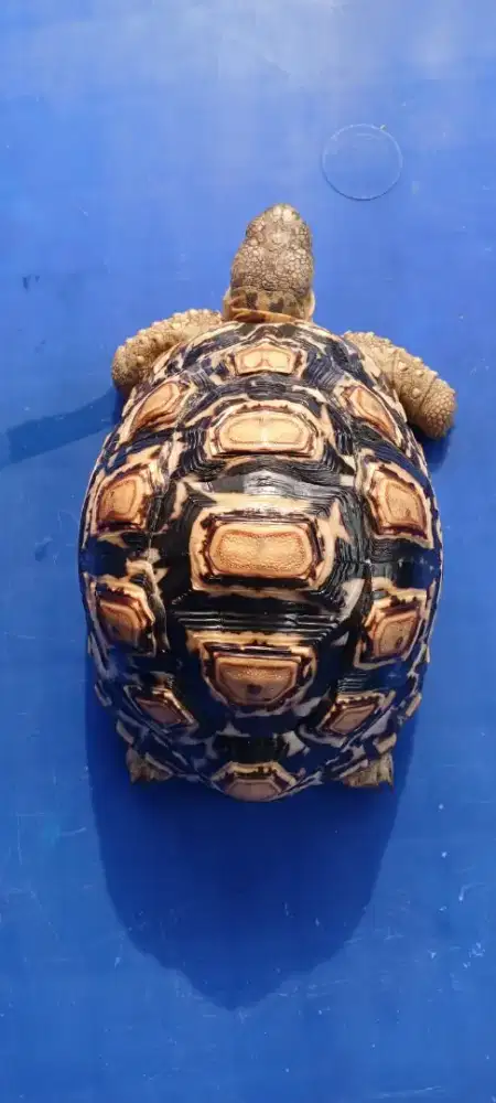 Kura kura Pardalis