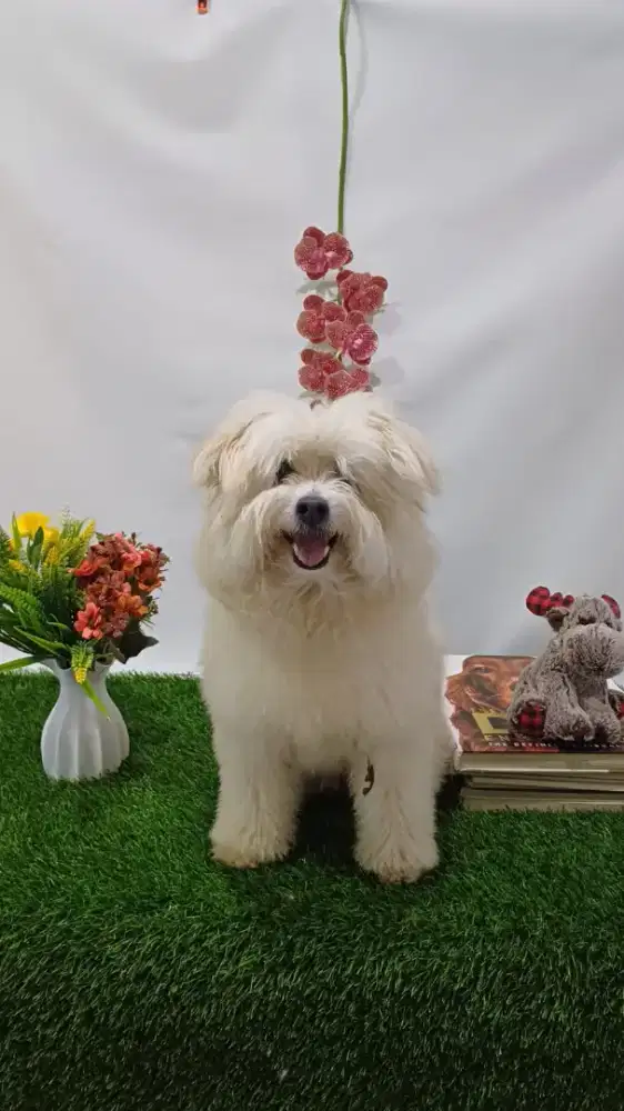 TOMMY PAW PAW SPECIALIS GROOMING N STYLING