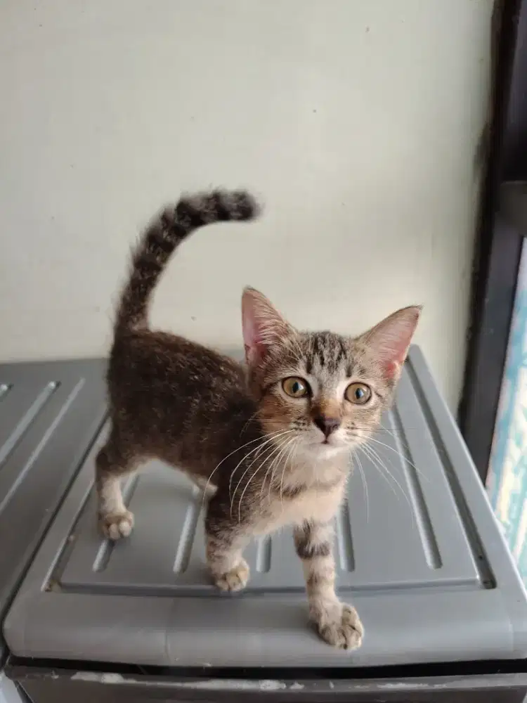 Kucing Kitten Persia mixdome betina