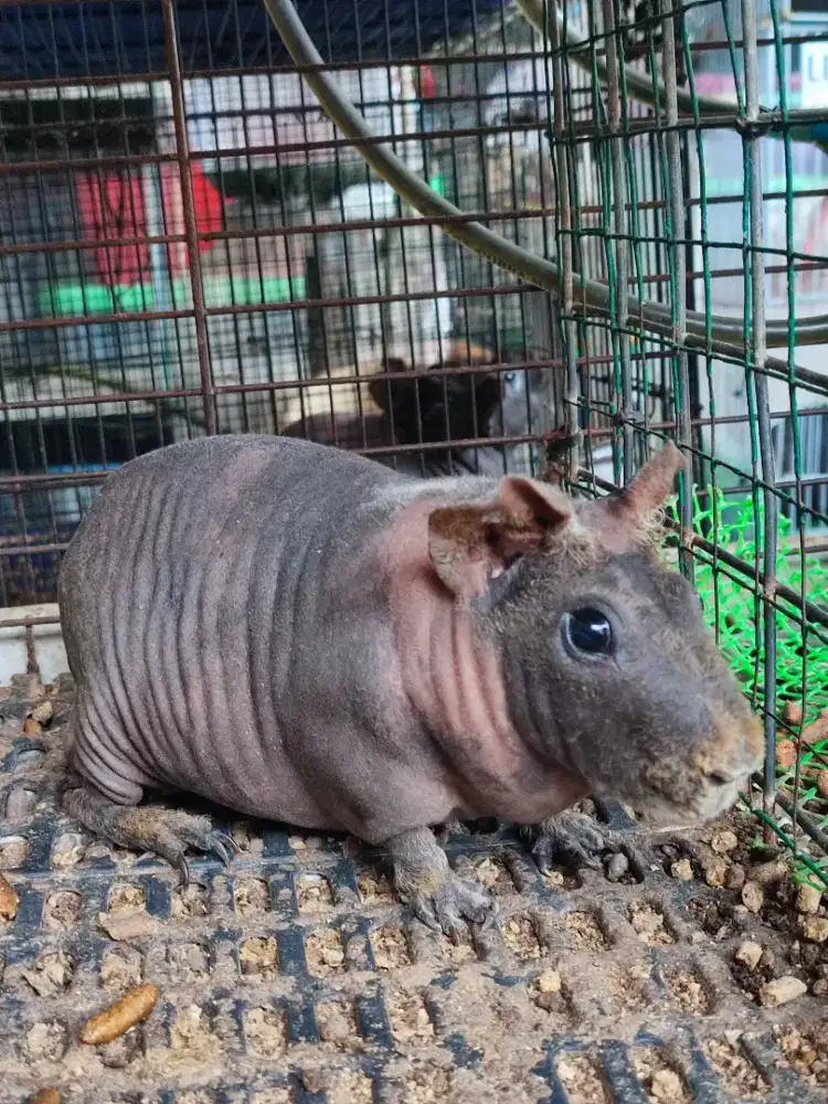 Marmut Skinny Dewasa bosen