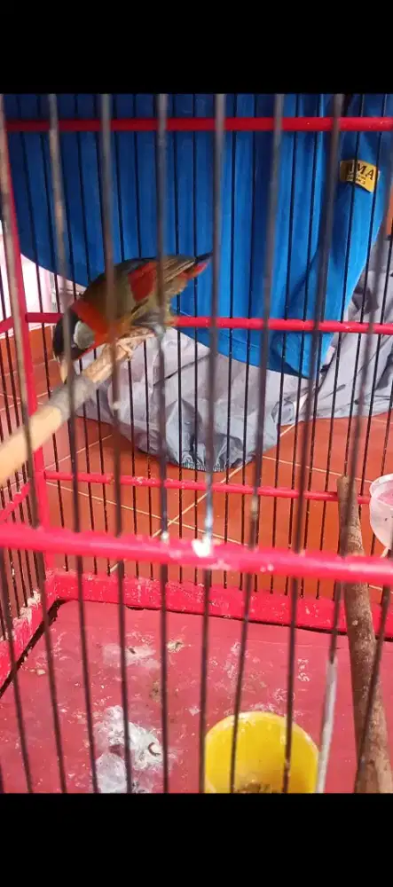 Pancawarna bodi gede