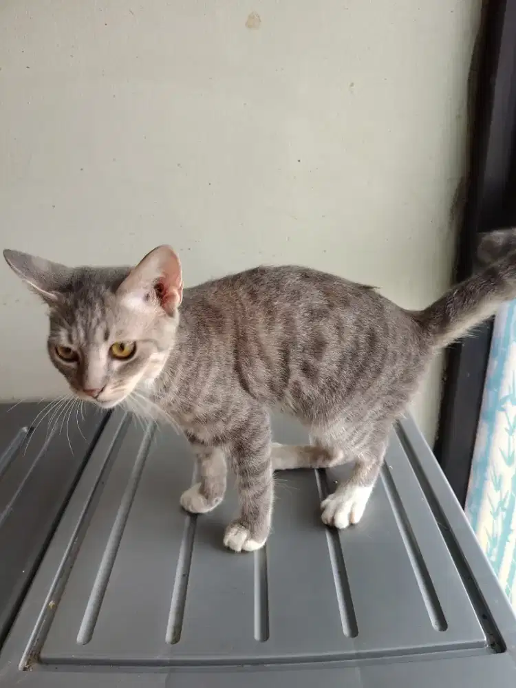 Kucing jantan Persia mix bsh