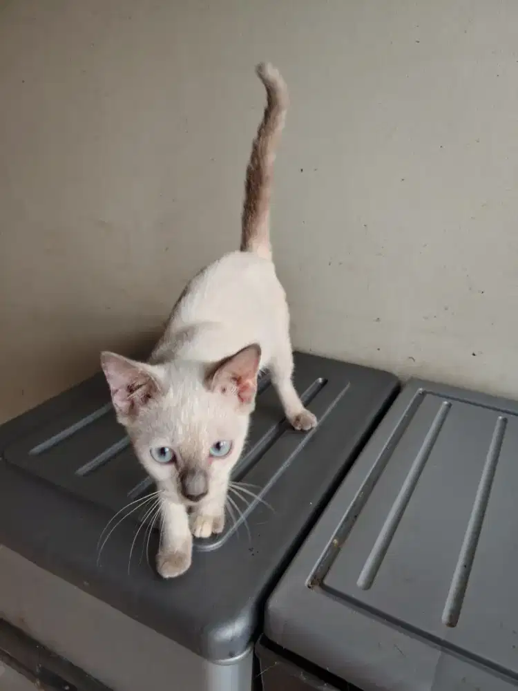 Kucing Himalaya betina