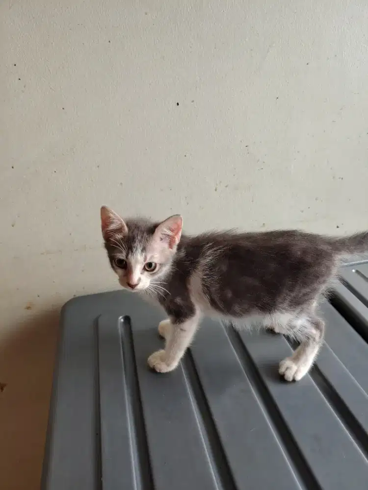 Kucing Kitten Persia betina