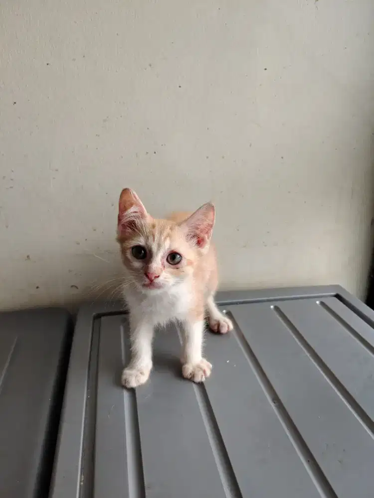 Kucing Kitten Persia oyen betina