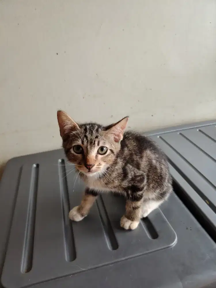 Kucing Kitten Persia mixdome jantan