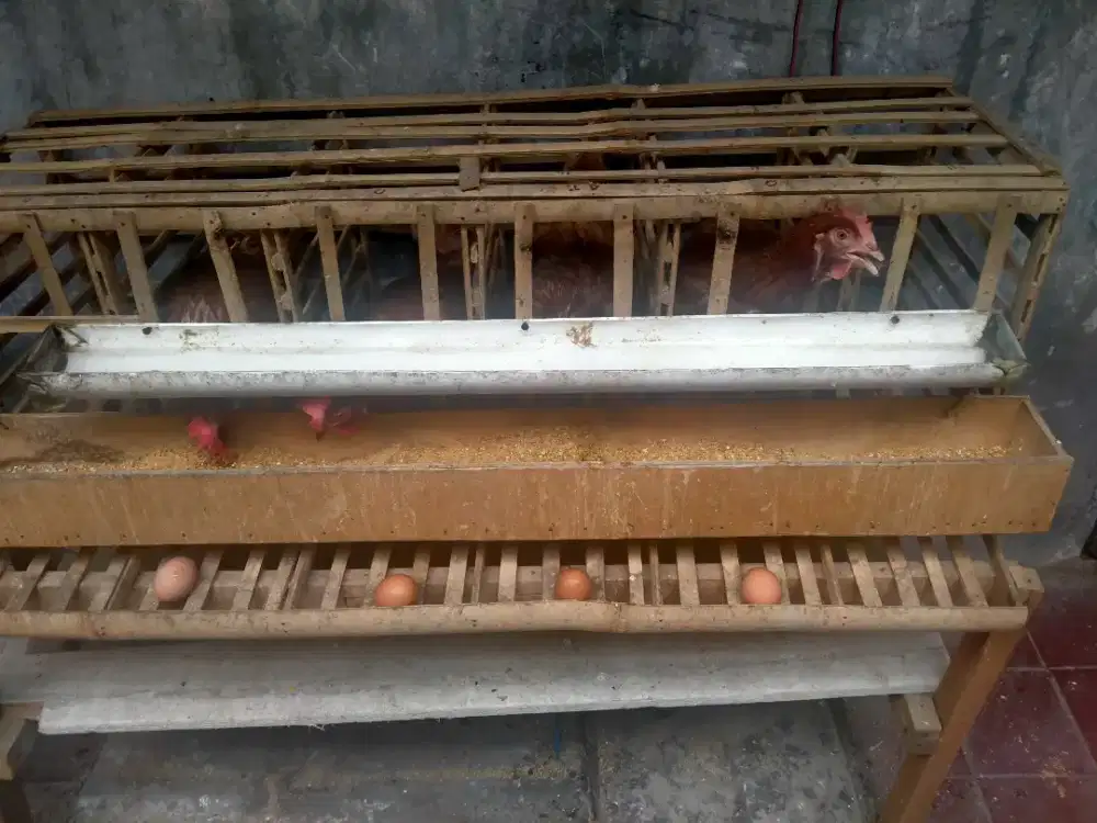Ayam petelur yg setiap hari bertelur
