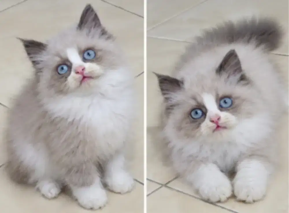 Ragdoll jantan kitten