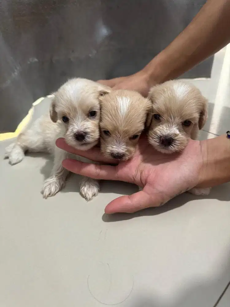 Anak anjing poodle asli good quality