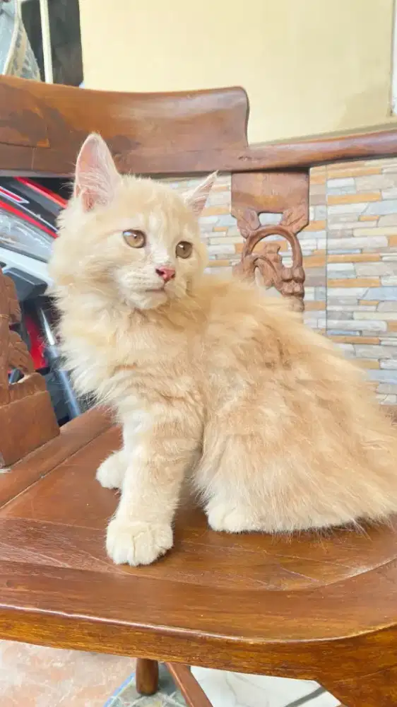 Jual kucing kitten jantan