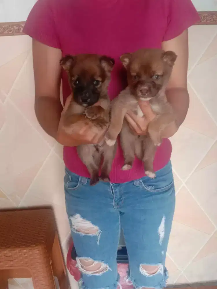 Anjing lucu mix pom