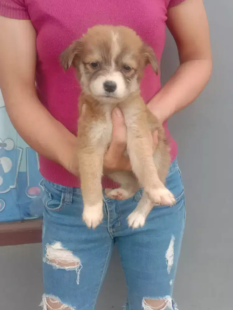 Mix pom betina umur 2 bln