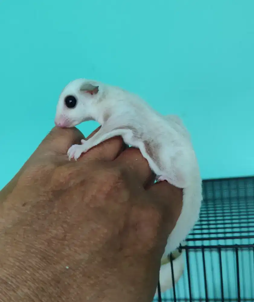 Sugar glider caramel posible ptalinum caramel jantan usia 2 bulan