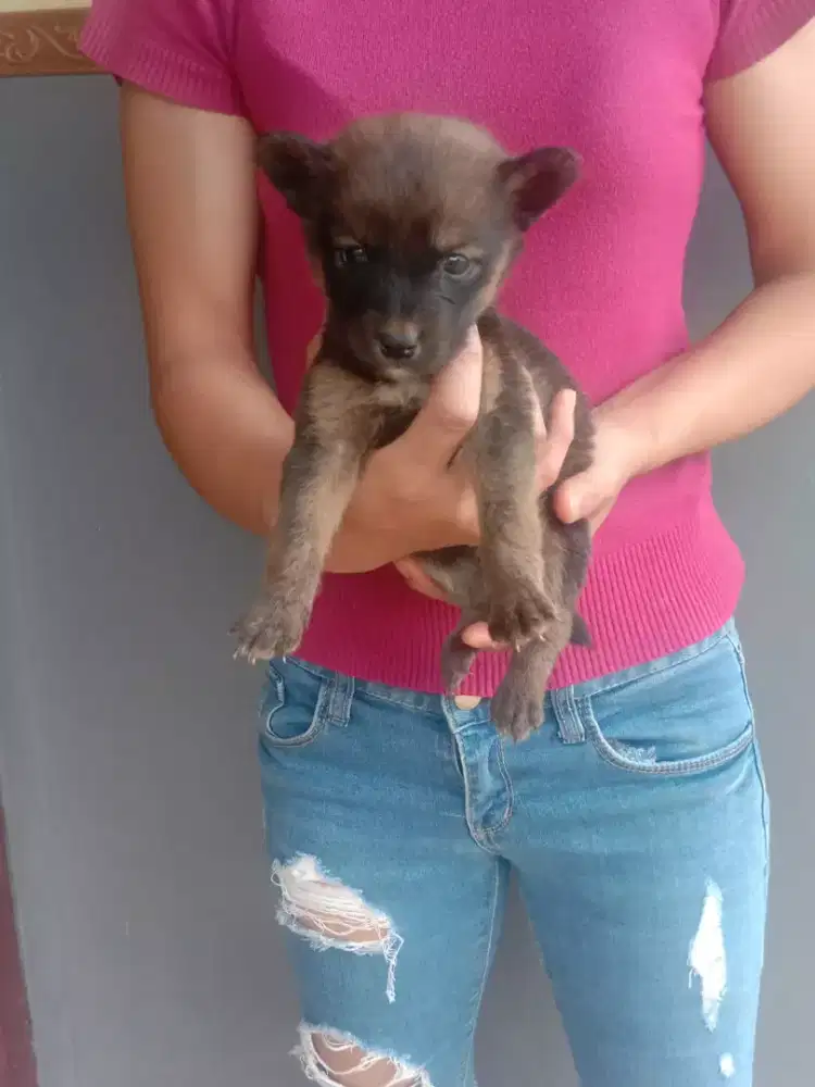 Betina umur 2 bln