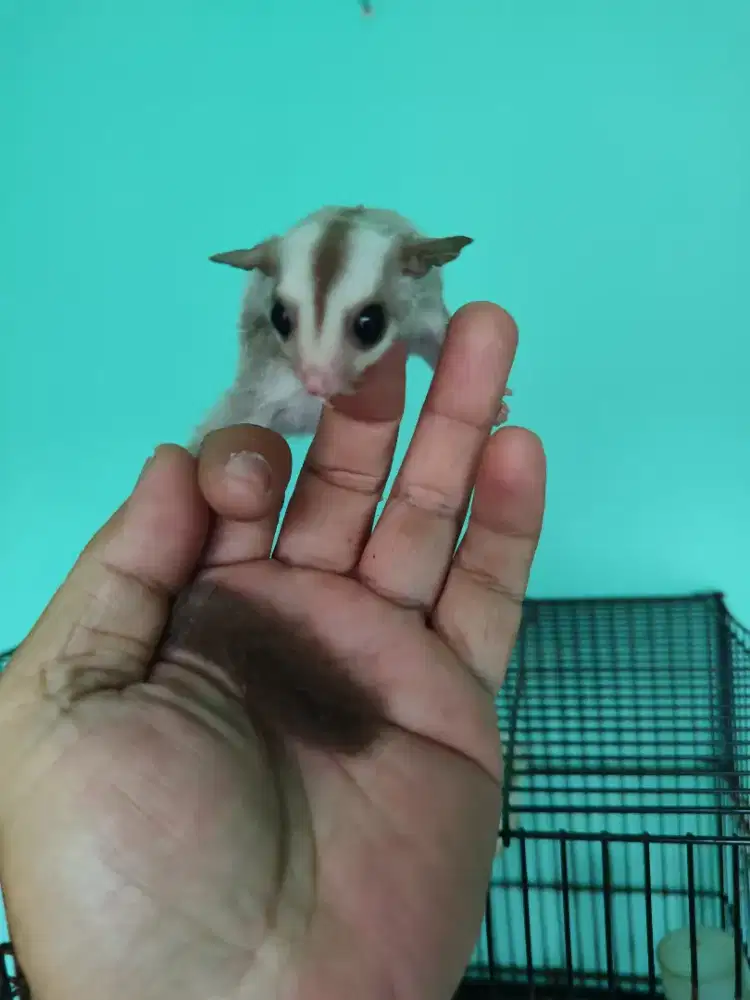 Sugar glider caramel betina usia 2 bulan