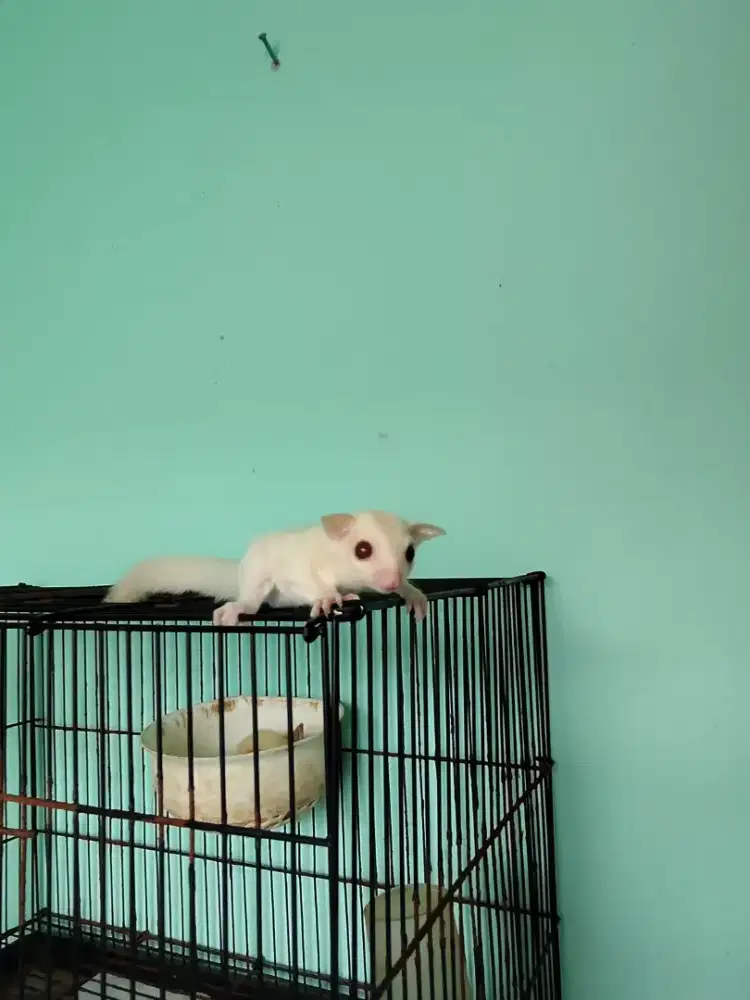 Sugar glider albino poshet lucy betina usia 2 bulan