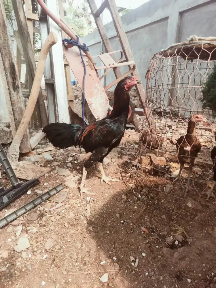 Ayam filipin 5bulan