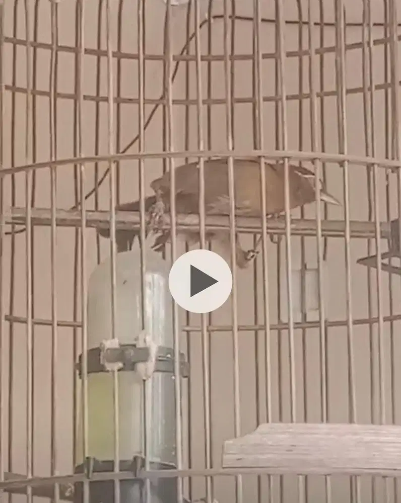 Burung Wambi Jantan Bunyi
