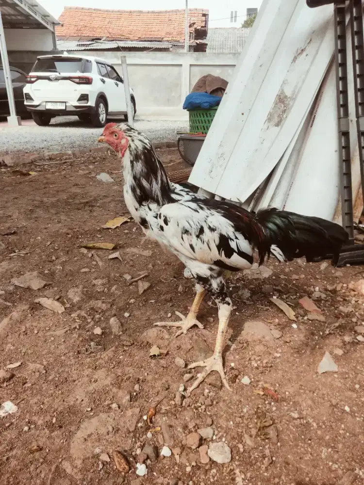 Ayam filipin  umur 5bulan