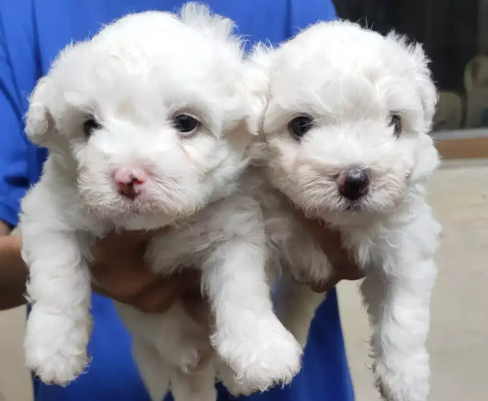 Bichon Frise Stambum Betina