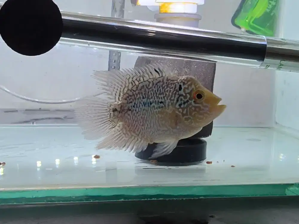 ikan louhan short body