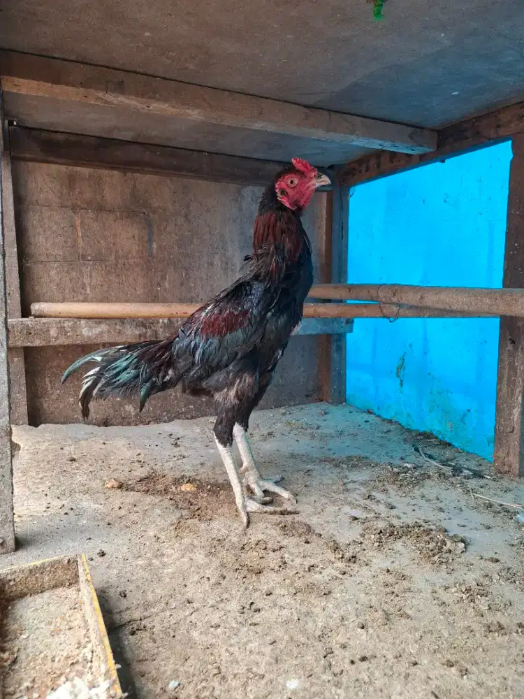 Ayam Bangkok x Birma