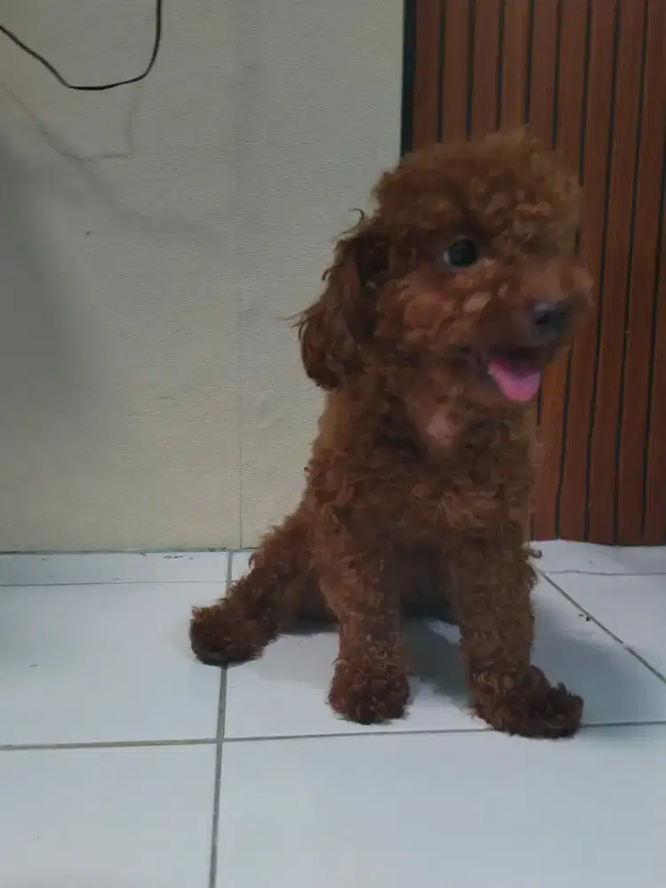 Toy poodle umur 3 tahun cewe sudah pernah melahirkan
