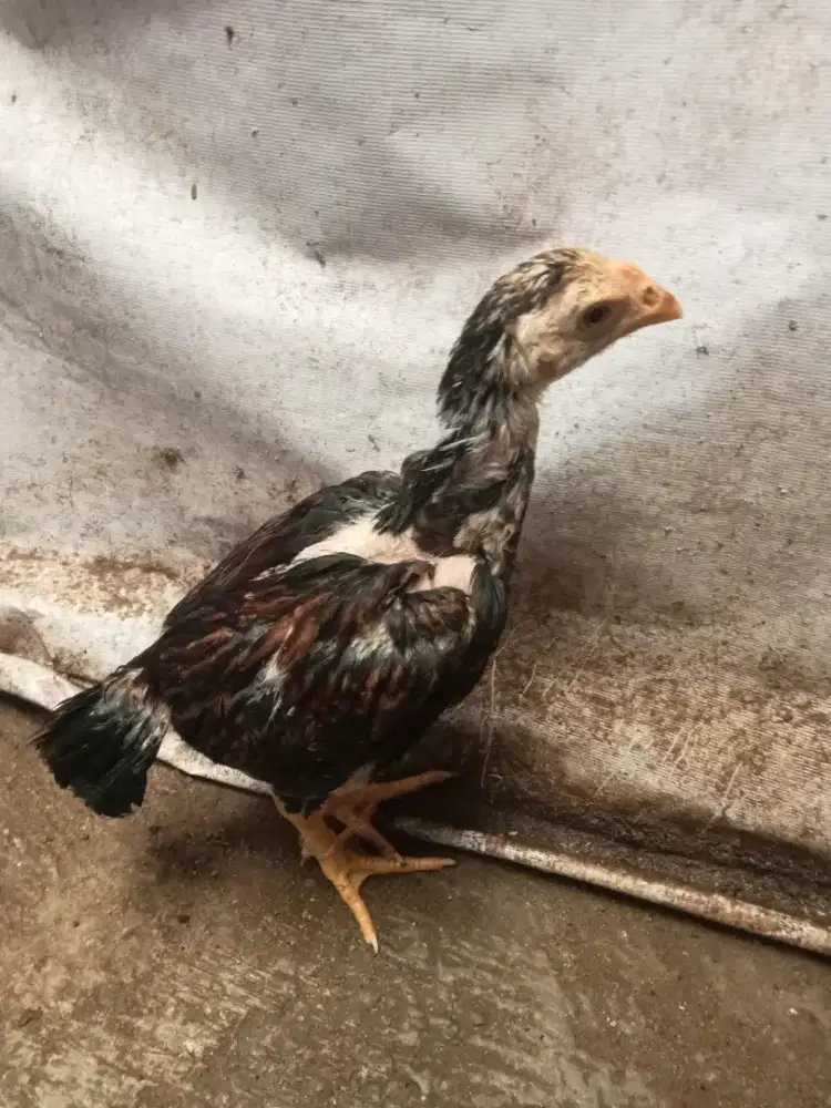 Ayam bangkok pakoy  jantan