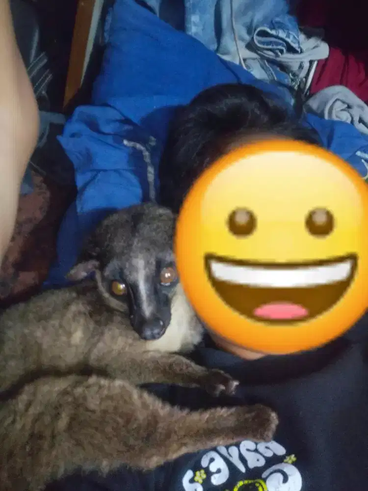 Musang akar Borneo betina