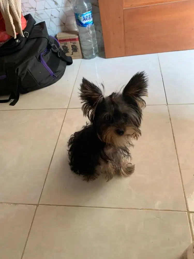 Yorkie betina teacup