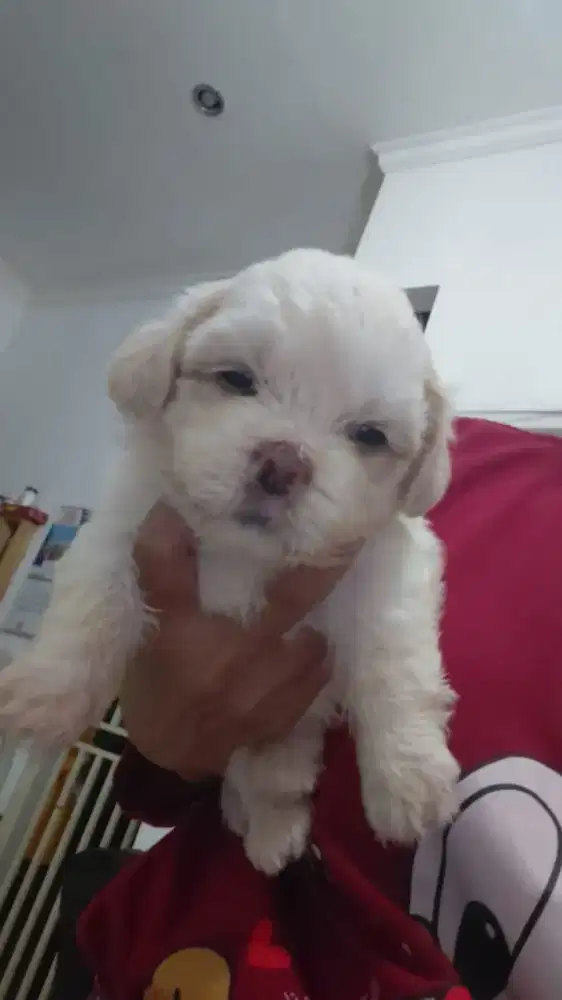 Anjing Maltipo usia 1 bulanan