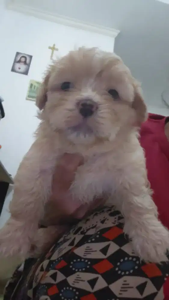 Anjing Maltipo Jantan usia 1 bulanan