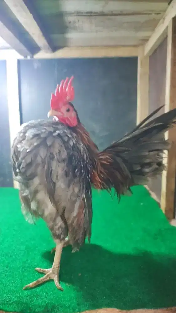 Ayam Serama Jantan Dewasa