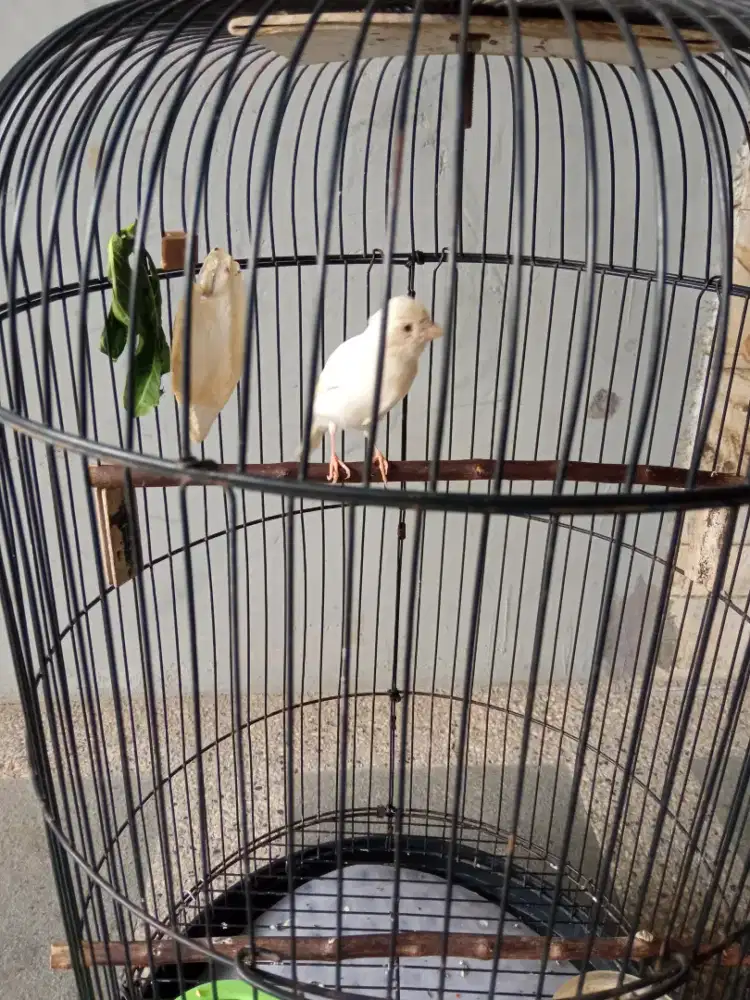 Burung kenari jantan mudah sidoarjo
