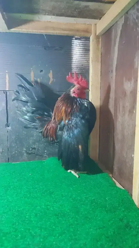 AYAM SERAMA JANTAN DEWASA