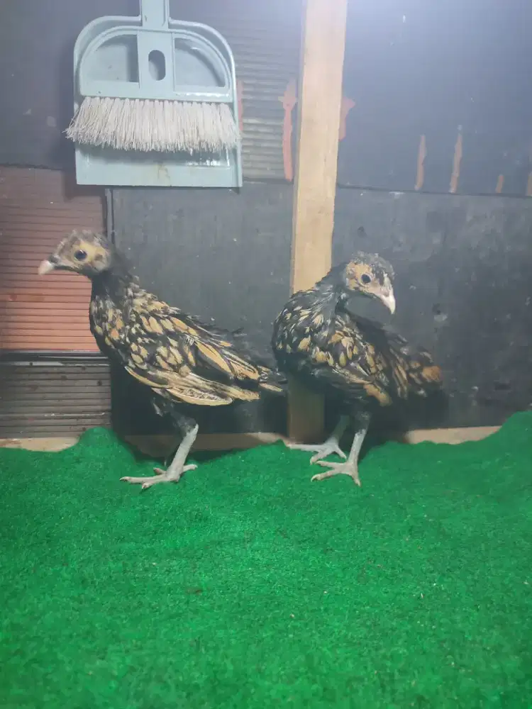 AYAM BATIKKANADA ANAKAN