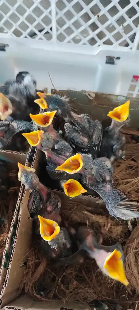 Burung jalak anakan