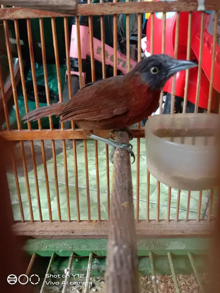 jual burung tepus pala abu jantan bunyi di MP3 nyaut