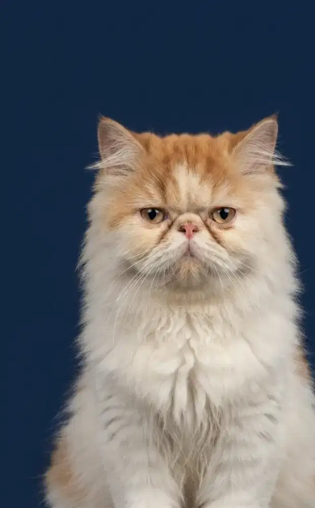 Kucing persia peknose