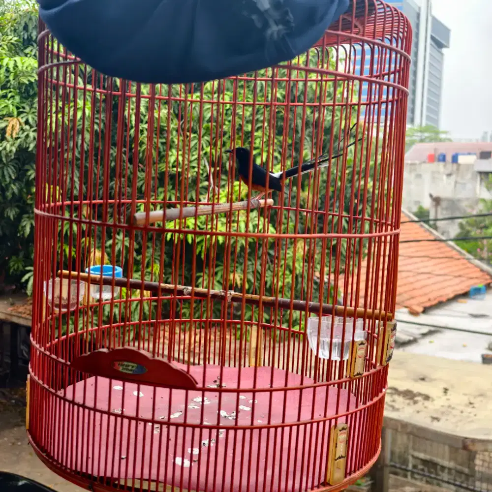 Murai batu muda