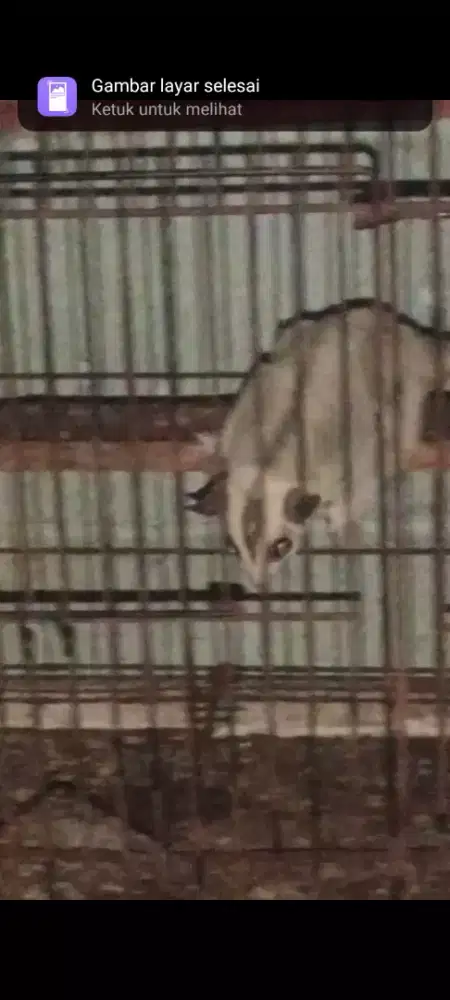 Sugar Glider Wfmoza