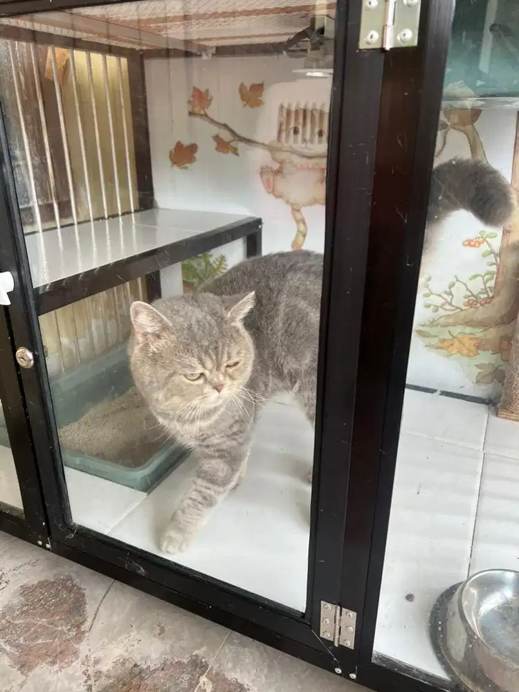 Kucing bsh pure