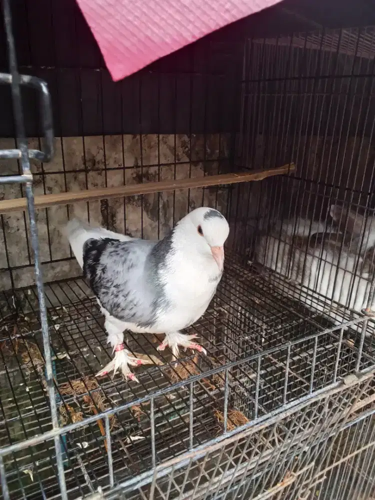 Burung dara Megan jembros