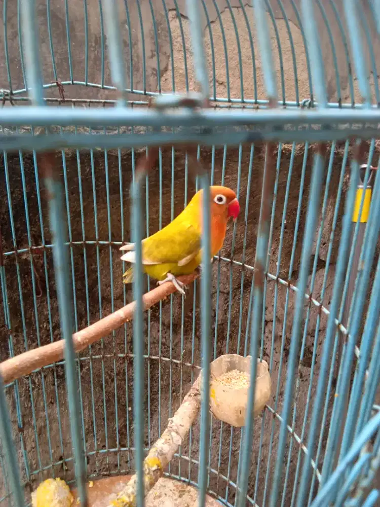 Burung Lovebird murah