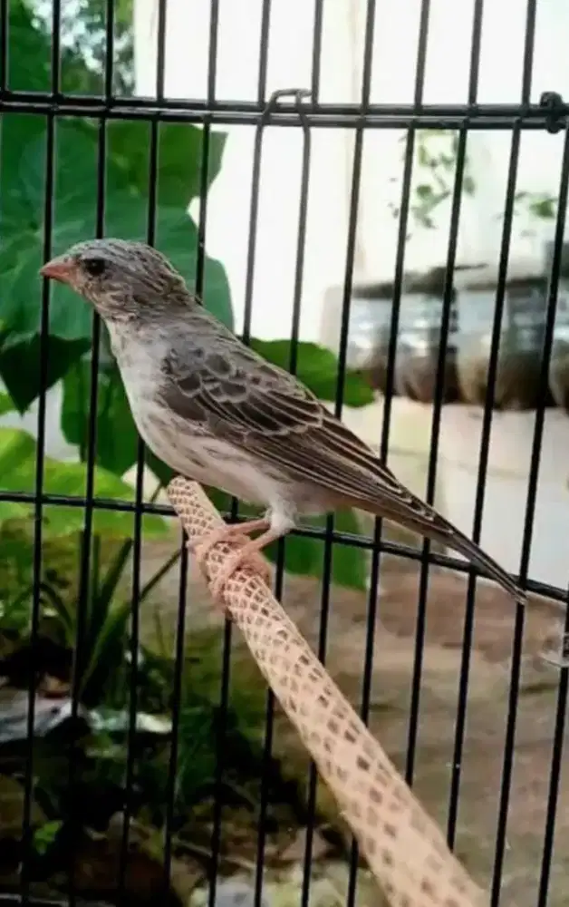 Burung sanger gacor