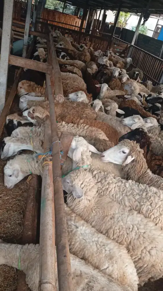 Jual kambing jantan penggemukan