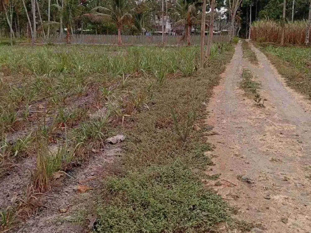 Tanah Tajinan Pandanmulyo Malang