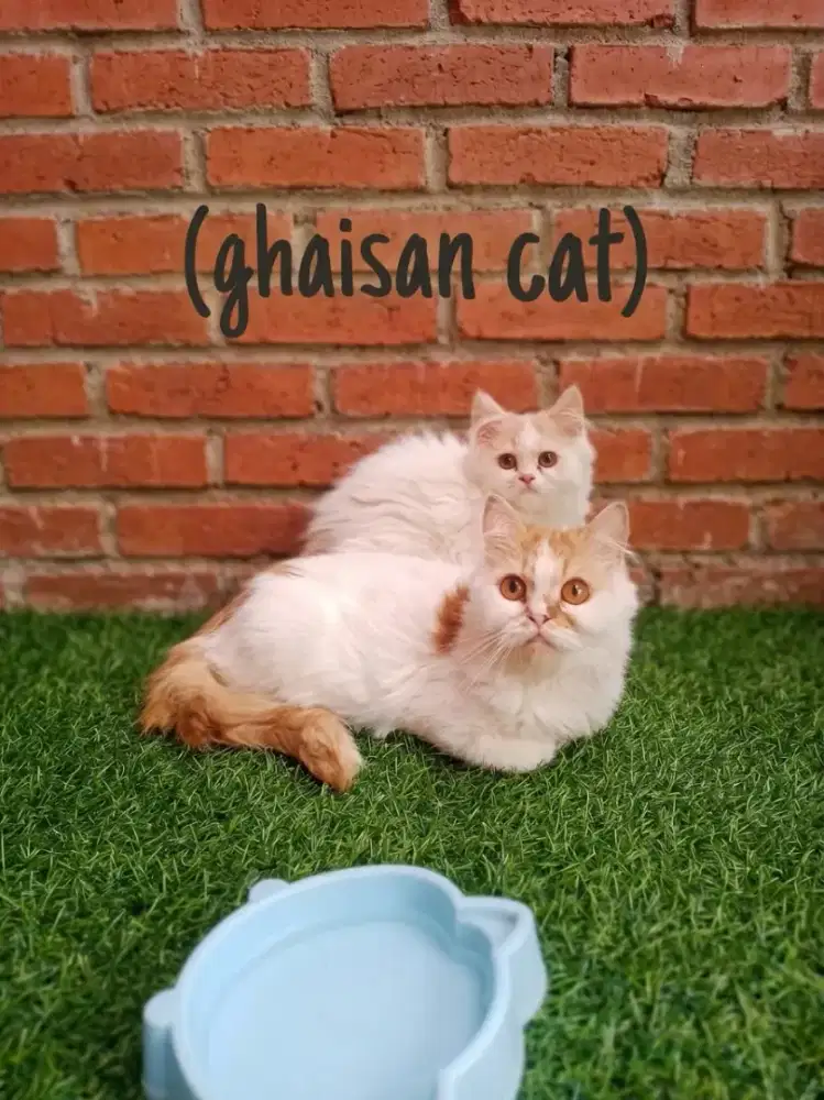 Kucing Persia flatnose