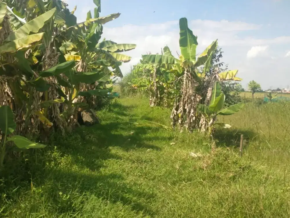 kavling tanah di kawasan Bunibakti, Babelan, Bekasi.